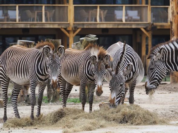 4 Tage Kurzurlaub mit Frühstück im Safari Hotel Beekse Bergen
