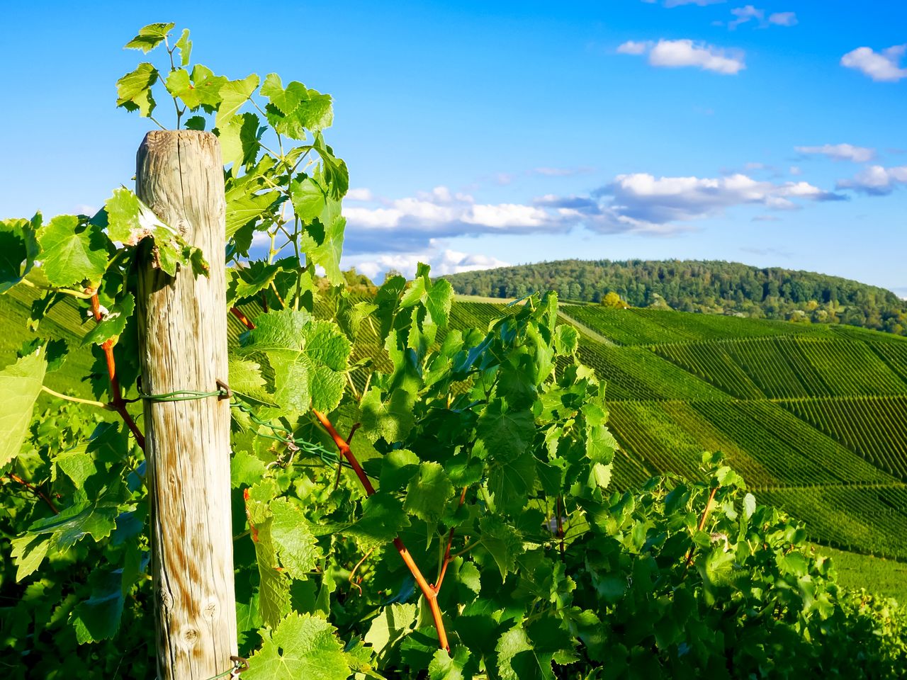 7 entspannte Tage im NH Weinheim 