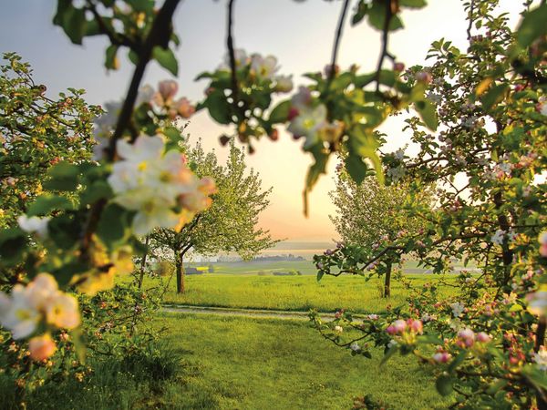 Apfelpackage - 4 Nächte in Arbon Halbpension