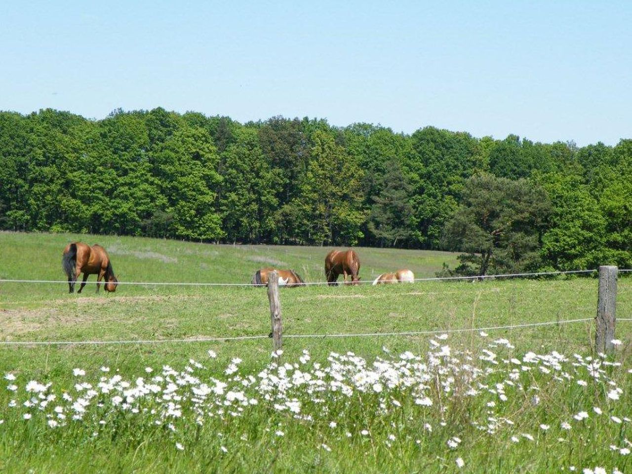 4 Tage Auszeit für Naturliebhaber mit Wildpark-Besuch