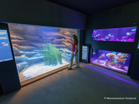 Meeresmuseum Stralsund mit Ticket und Hotel