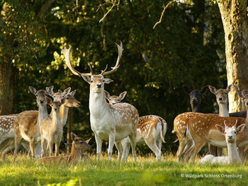 Wildpark Schloss Ortenburg