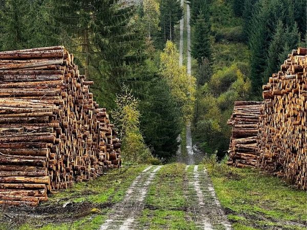 Wanderung Harzer Grenzweg & Dampfzug-Fahrt / 4 Tage in Braunlage, Niedersachsen inkl. Frühstück