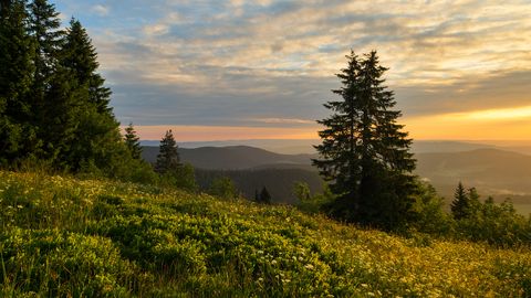 Feldberg