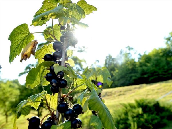 Erlebnistage in Eisenach Halbpension