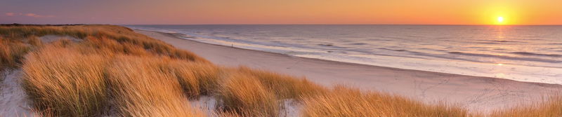 Strandhafer auf den Dünen über einem leeren Nordseestrand bei Sonnenuntergang