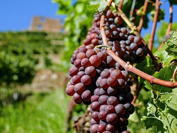 Urlaub an der Mosel Empfehlung: 1 Nacht geschenkt (Anreise Sonntag)