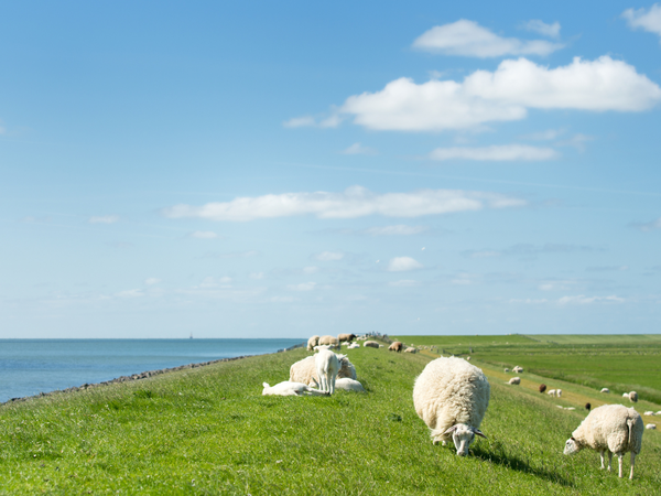 4 Tage Ab an die Nordsee inkl. 1 x Abendessen in Bohmstedt, Schleswig-Holstein inkl. Halbpension