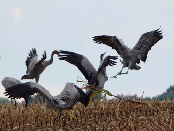 5 Tage Kranichzauber im Herbst in Waren (Müritz), Mecklenburg-Vorpommern inkl. Frühstück