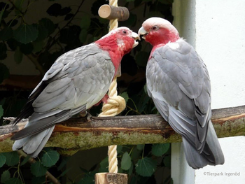 Tierpark Irgenöd