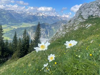 Allgäuer Natur erleben (5 Nächte)