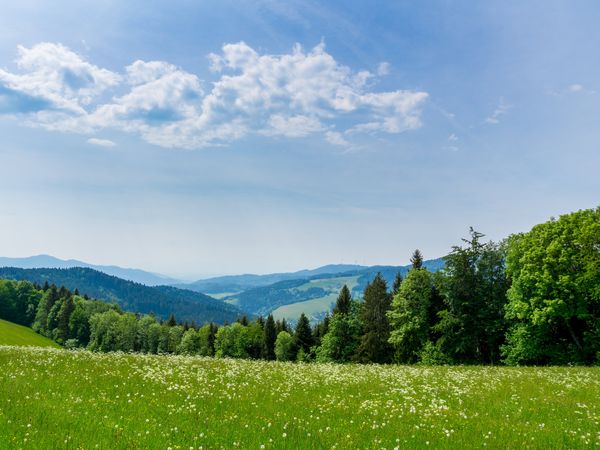 Der glückliche Zweite -7 Tage im Schwarzwald in Bernau-Oberlehen, Baden-Württemberg inkl. Halbpension Plus