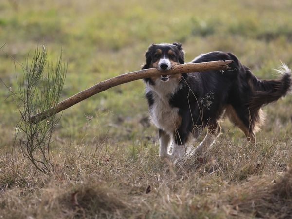 3 Tage Urlaub mit Hund in Bad Laasphe, Nordrhein-Westfalen inkl. Halbpension