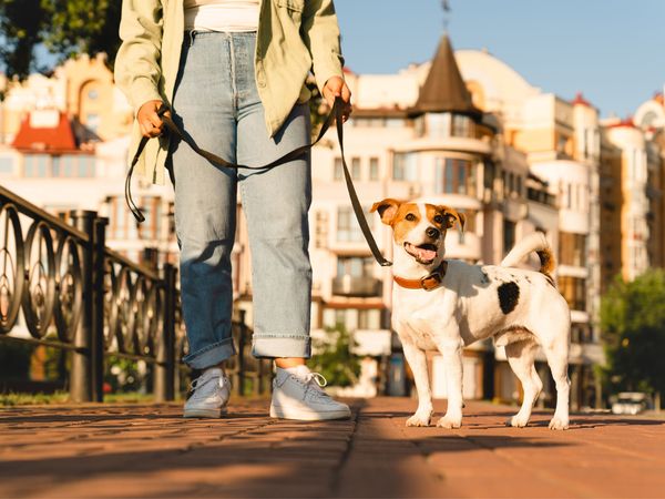 2 Tage Mecklenb. Seenplatte: Urlaub mit Hund am Tollensesee in Altentreptow, Mecklenburg-Vorpommern inkl. Halbpension