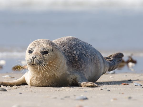 6 Tage im Sporthotel Bloemfontein mit Frühstück Sporthotel Bloemfontein in Borkum, Niedersachsen inkl. Frühstück