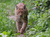 Opel-Zoo Tickets mit Hotel