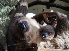 Zoo Schwerin mit Tageseintritt und Übernachtung