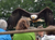Tierpark Sababurg mit Hotel