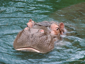 Erlebnis-Zoo Hannover mit Hotel