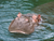 Erlebnis-Zoo Hannover mit Hotel