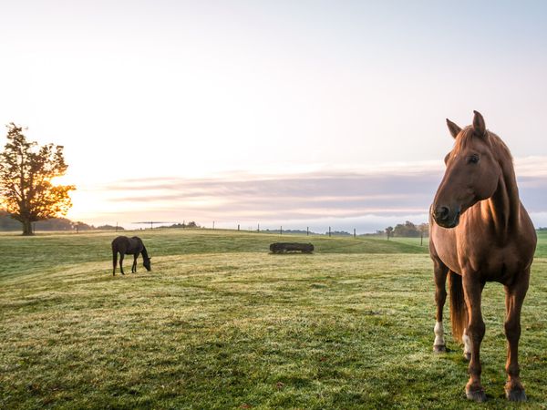 3 Tage Bauernhof-Idylle im Wanderparadies Berg. Land in Gummersbach Halbpension