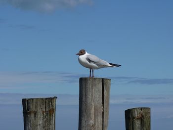 Endlich wieder Meer - 12 Tage Ferienwohnung in Zingst