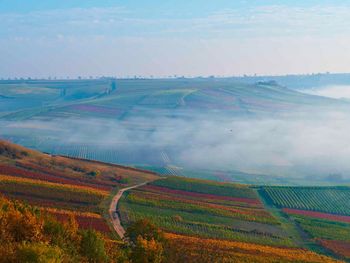 Winterliche Träumerei im Weinberg