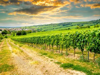 89 Euro-Sommer-Special - 3 Tage in der schönen Pfalz