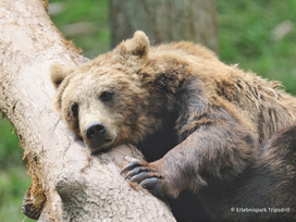 Erlebnispark Tripsdrill mit Tickets und Hotel