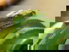 Echse & Co.-Deutschlands größter Reptilien Zoo | 3 T.