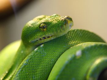 Echse & Co.-Deutschlands größter Reptilien Zoo | 3 T.