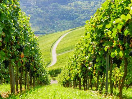 3 Tage Ausspannen in der Pfalz