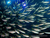 OZEANEUM Stralsund mit Ticket und Hotel