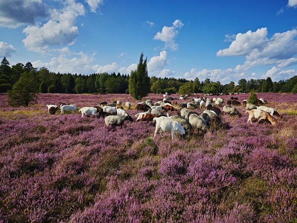 Winter Special in der Lüneburger Heide in Asendorf Halbpension