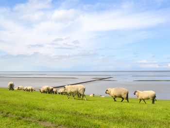 9 Tage auf Föhr inkl. Kunst der Westküste