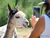 Serengeti-Park Hodenhagen mit Ticket und Hotel
