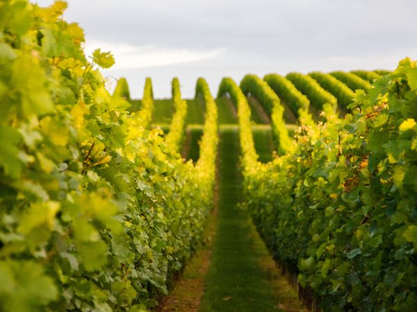 Genuss & Wein-Erlebnis an der Weinstraße - 5 Tage in Neustadt an der Weinstraße, Rheinland-Pfalz inkl. Halbpension