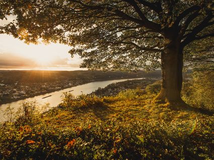 7 Tage Rhein Genuss in Bonn mit Frühstück