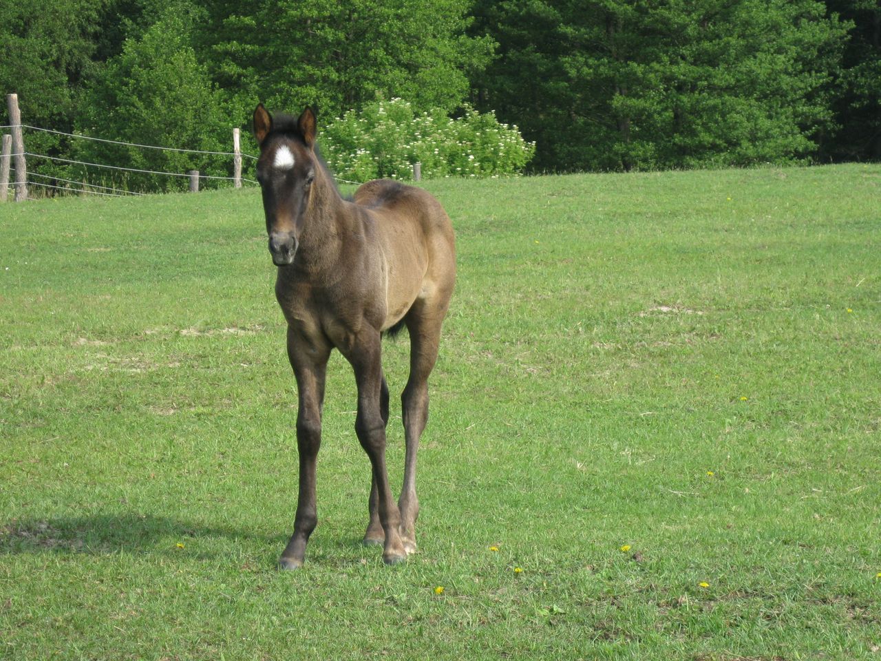 Urlaub mit Pferden in der Schorfheide (5 Tage)