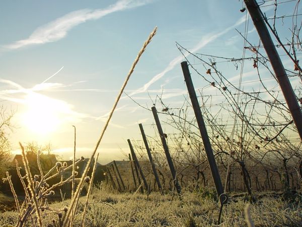 5 Tage Weihnachten im fränkischen Weinland in Dettelbach, Bayern inkl. Halbpension