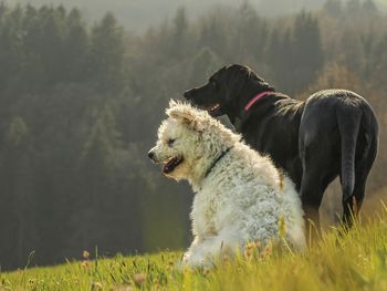 Naturerlebnis Marienbad auf vier Pfoten