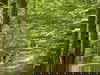 SommerZeit im Schwarzwald