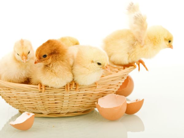 4 Tage Oschatzer Osterurlaub Halbpension