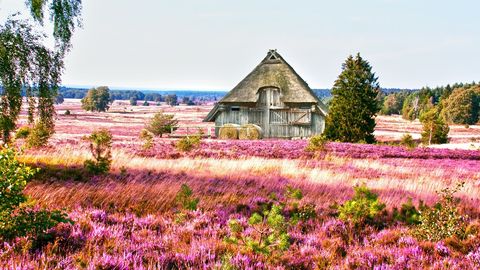 Lüneburger Heide
