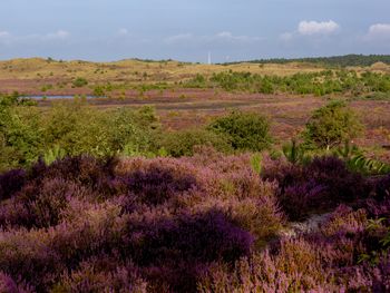 5 Tage nahe der niederländischen Nordsee gelegen