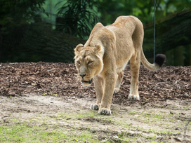 Zoo Schwerin mit Tageseintritt und Übernachtung