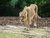 Zoo Schwerin mit Tageseintritt und Übernachtung