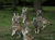 Tierpark Sababurg mit Hotel