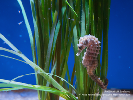 OZEANEUM Stralsund mit Ticket und Hotel