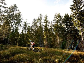 Energietankstelle Naturparadies mit Baumwipfelpfad